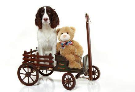 英国史宾格犬，狗，玩具熊，玩具，手推车