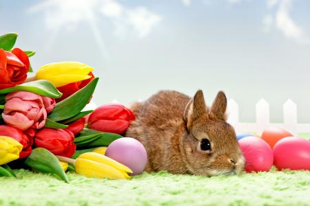 兔子，郁金香，鸡蛋，krashenki，复活节
