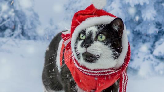 猫，服装，绿眼，圣诞老人，新年，圣诞老人帽，脸，帽子，圣诞节，衣服，雪，滑稽，帽，肖像，猫，红色，围巾，森林，圣诞老人，冷杉，毛皮，黑色和白色，冬季
