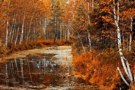 秋天，森林，河流