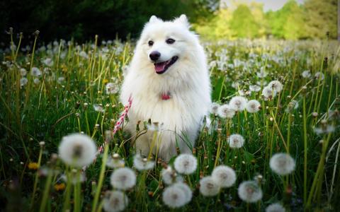 白色，狗，开花，草地