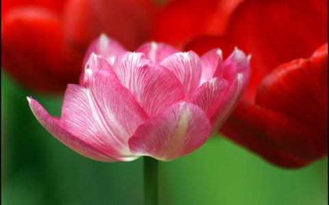 郁金香蓬勃发展，粉红色的花瓣