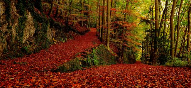 秋天，公园，血统，森林，树木，道路，景观
