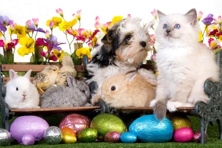 小猫，狗，小狗，兔子，鸡，鸡蛋，鲜花，复活节