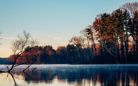 湖，表面，雾，森林，树木，早上，深秋