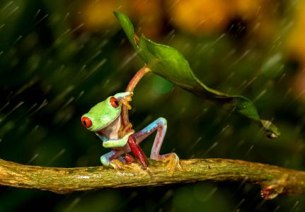 青蛙，叶子，雨