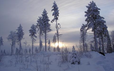 日出，树木，雪，天空