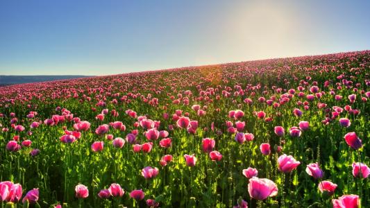 粉红色的罂粟花，黎明