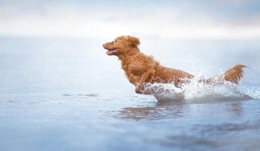 狗，水，喷雾，跑步