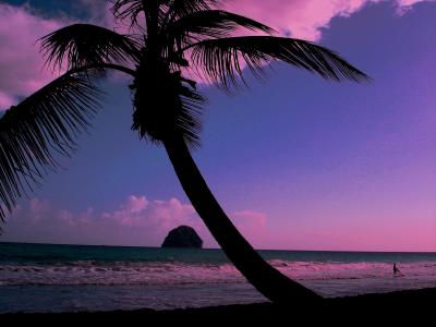 海，棕榈，日落，景观