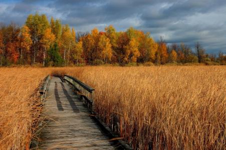 秋天，干草，桥梁，树木，景观