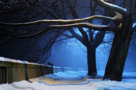 aleuca，性质，树木，冬天，夜，公园，雪，光