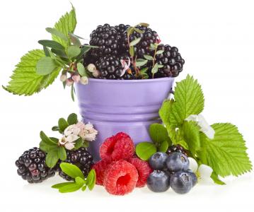 黑莓，覆盆子，蓝莓，浆果，水桶