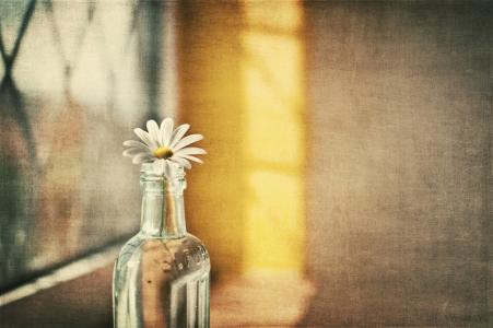 雏菊，花，瓶，照片，宏
