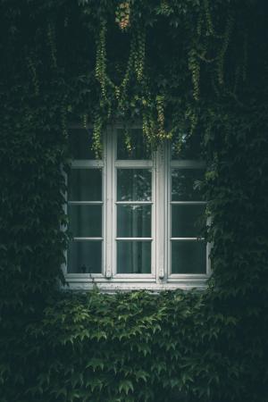 四周被绿藤覆盖的窗户