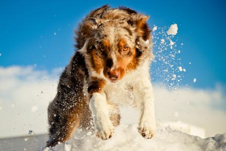 狗，澳大利亚牧羊犬，雪，跳