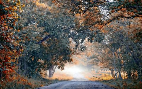 秋天，道路，树木，森林