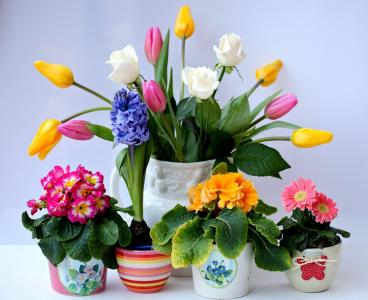 郁金香，花瓶，鲜花