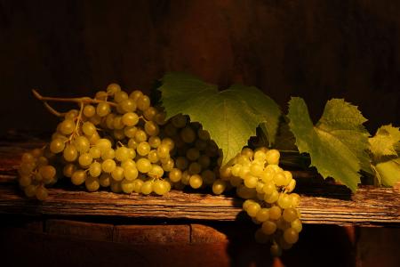 vinograd，葡萄