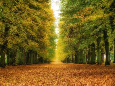 树木，道路，秋季，景观