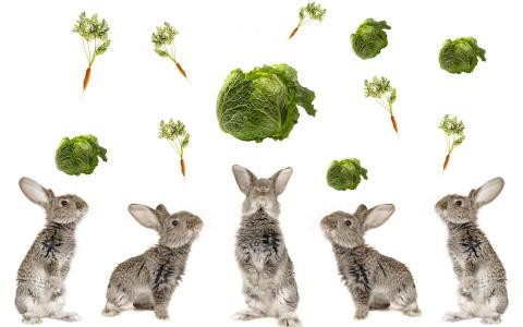 兔子，卷心菜