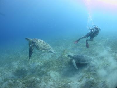 海龟，海，深度，潜水员