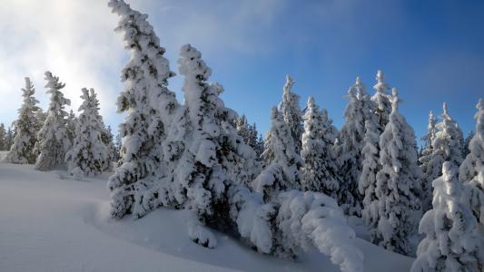 冬天，雪，雪堆，树木，针叶树，冷杉，树木，冰雪覆盖