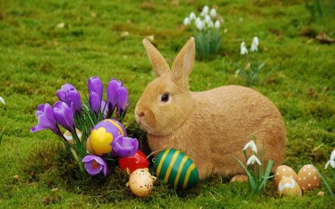 复活节，兔子，krashenki，复活节彩蛋，鲜花，番红花，五彩缤纷，春天，草