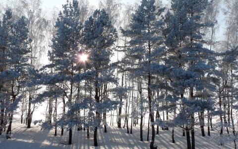 太阳，树木，雪