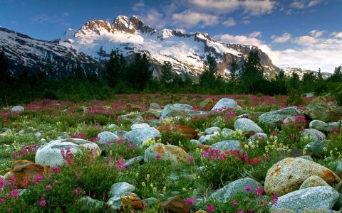 山脉，石头，鲜花