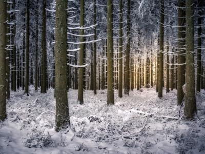 森林，树木，树枝，冬天，雪，拜尔斯布隆，巴登 - 符腾堡州，德国，拜尔斯布隆，巴登 - 符腾堡州