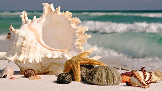 海，贝壳，沙子