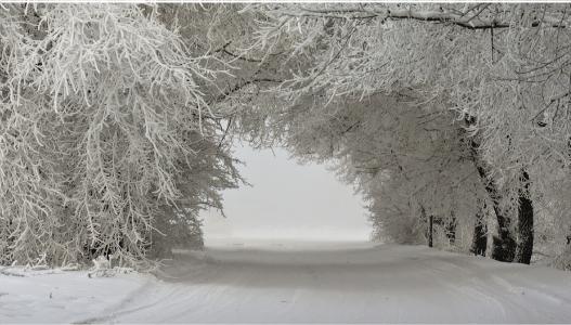 冬季景观，树木在雪地里