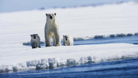 北极熊，母亲，小熊，雪，冰