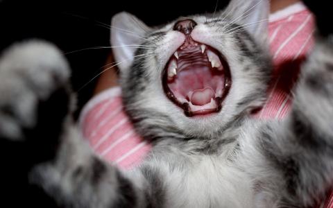 猫的嘴巴，牙齿
