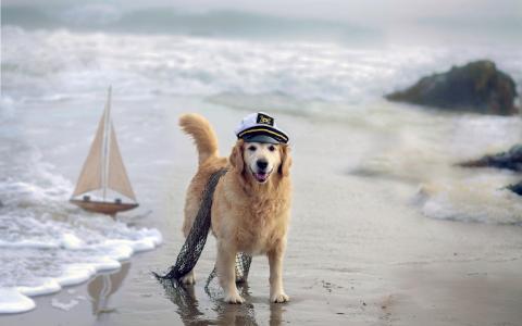 海，船，狗