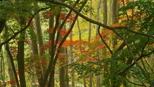 秋季，树木，壁纸