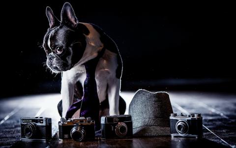 狗，斗牛犬，相机，帽子