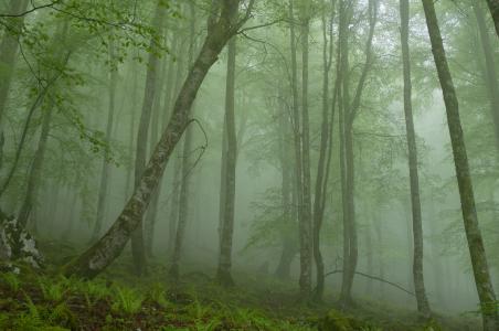 森林，树木，雾，自然