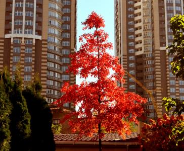 秋天，城市，建筑物，高层建筑，孤独的树