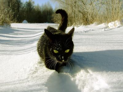 猫，黑色，雪