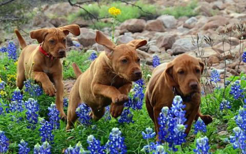 狗，小狗，跑步，鲜花