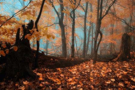 秋天，森林，树木，雾，景观