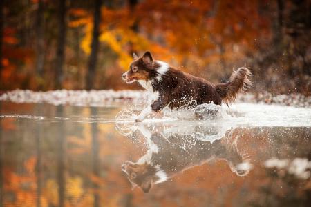 狗，水，跑步，喷雾