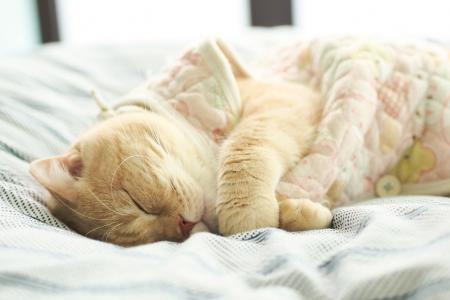 猫，浅驼色，睡眠，床，动物