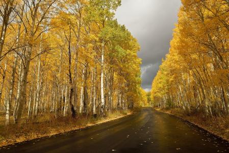 桦树，路，黄色的树叶