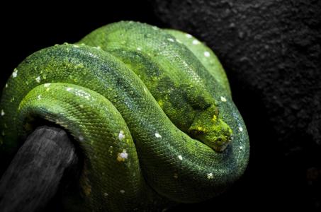 绿树蟒蛇，蛇，蟒蛇，黑暗的背景