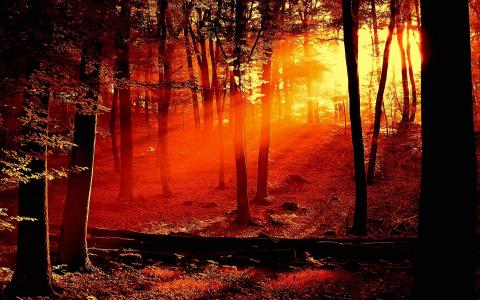 秋天的森林，太阳的光芒