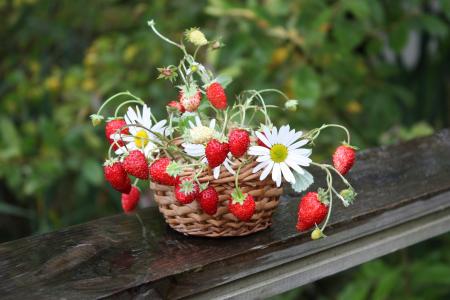 草莓，浆果，雏菊，鲜花，篮子
