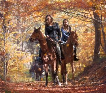 森林，足迹，秋季，叶子，马，骑手，骑兵
